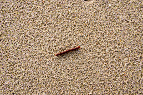 A red millipede crawling on sea sand