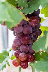 Bunch of fresh orchard grapes 