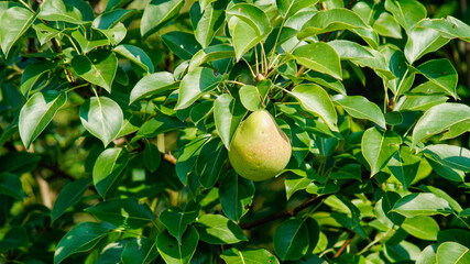 pear on tree