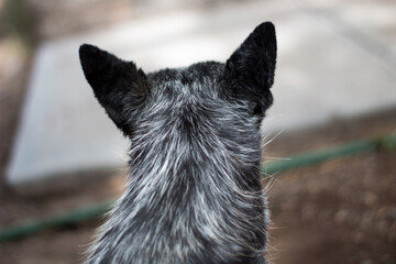 australian shepherd blue heeler from back
