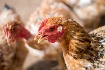 Japanese red free range hen eye look