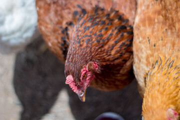 Japanese red free range hen look