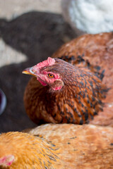 Japanese red free range hen look