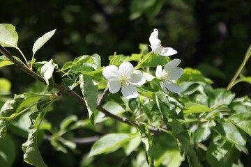 white flowers of a tree