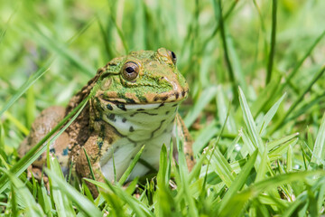 A Frog on green grass