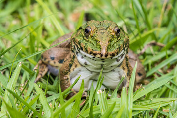 A Frog on green grass