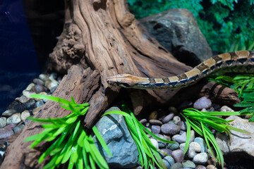 boa snake inside a zoo as a pet, snake concept