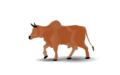 brown cow isolated on white background.