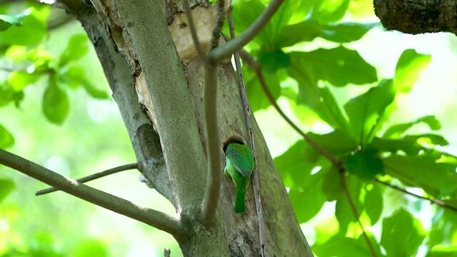 Taiwan Barbet(Psilopogon nuchalis) stands in its tree cave nest.Highly distinctive Taiwan endemic, bright green with a rainbow-hued face in red, blue, and yellow.
