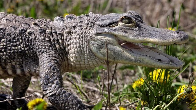 Walking alligator side profile slow motion in swamp