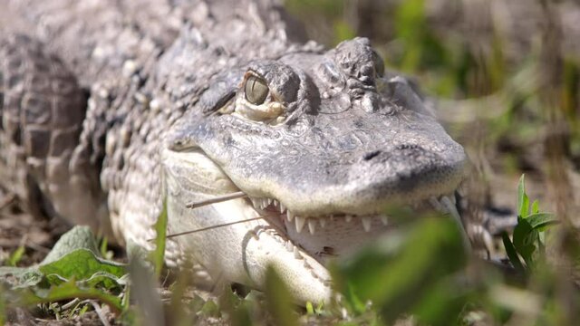 Menacing alligator hiding in the swamp waiting to strike