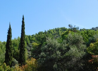 View of the forest on mount Imitos, in Athens, Greece