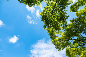 新緑のもみじ【2021年初夏】