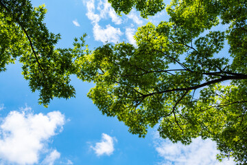 新緑のもみじ【2021年初夏】