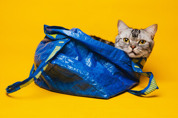 American short-haired cat hiding in a blue shopping bag