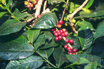Ripe Red coffee bean berry plant fresh seed coffee tree growth in green eco organic farm. Close up red ripe seed robusta arabica berries harvest for  coffee garden. Fresh coffee bean green leaf bush