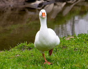 Snow goose