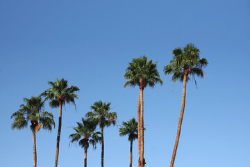 Fototapeta premium A group of tall California fan palms under a bright blue sky