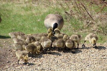 Gathering Near Mother Goose, William Hawrelak Park, Edmonton, Alberta