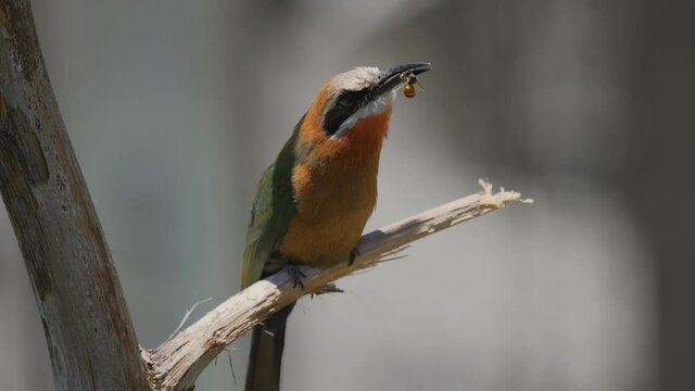 This slow motion video captures a wild white-fronted bee-eater (Merops bullockoides) bird with a bee in it's mouth as it looks around and then eats the insect.