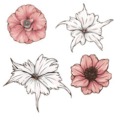 Pastel colors summer florals, pink poppy, camelia, white drummonda star, garden botanica, wedding design elements