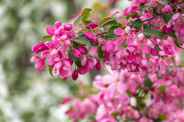 Fresh pink flowers of a blossoming apple tree with blured background