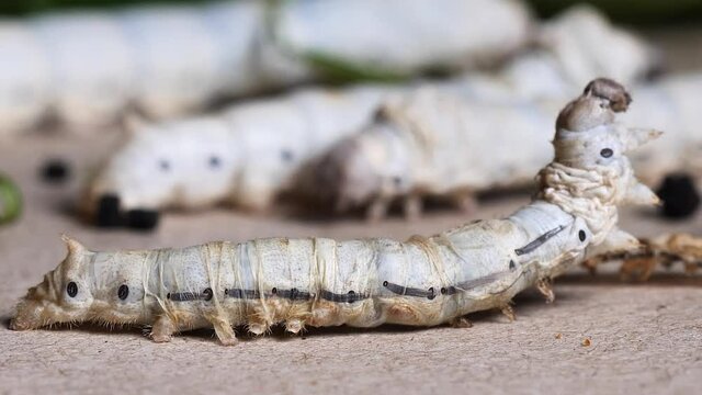 The progress of  mature silkworm shed its skin, new skin moving beneath the old skin, HD real time close up footage.