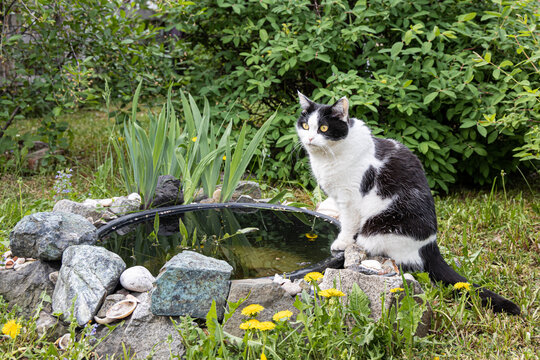 A beautiful adult young black and white cat with big yellow eyes is by a plastic pond in the garden in summer