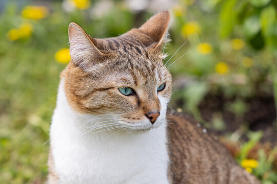 A beautiful adult fat tabby cat with blue eyes and a white spot on their chest sits in the garden in summer
