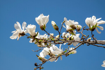 Magnolia in full bloom