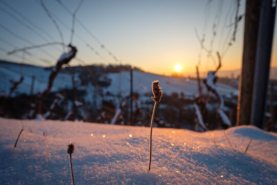 Dry grass with ice crystal in snow in vineyard back lit