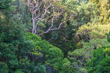 Thick green forest on the hillside. Spring colors in the mountain forest.
