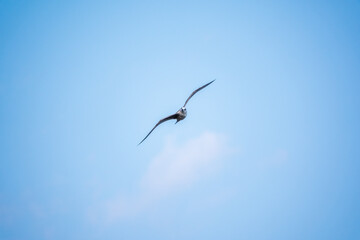 The European herring gull, Larus argentatus, flying in the clear blue sky.