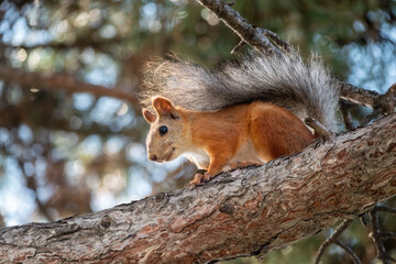 The squirrel sits on a pine branches in the summer or autumn.