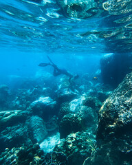 Naklejka na ściany i meble Under the sea Travel in the diving sea