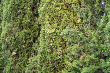 Leaves and cones of a Juniper tree evergreen
