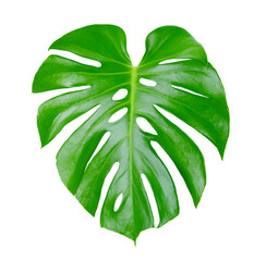 Tropical Green Monstera leaves isolated on white background.