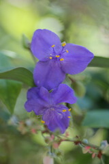 ムラサキツユクサ