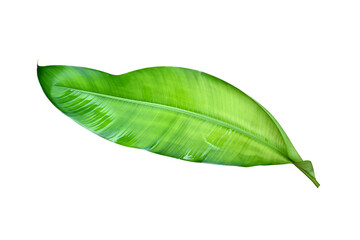 one fresh banana leaf isolated on white background, clipping path included, can be used as background and wallpaper