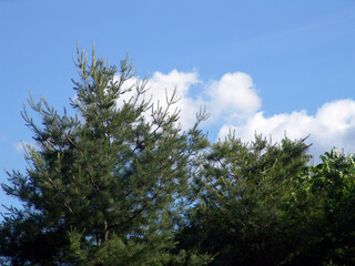 pine tree branches against blue sky