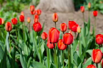 Spring flowers. Flower bed. Red tulips.