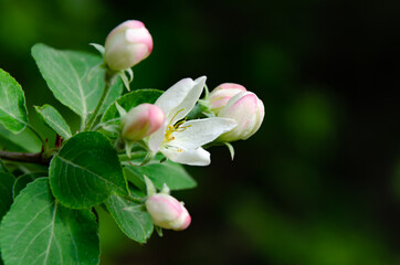 tree blossom