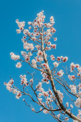 cherry blossom in spring