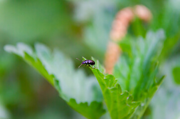 beetle on a leaf