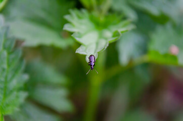 bug on a leaf