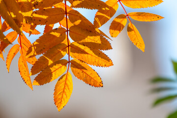 Rowan branches with yellow leaves in the autumn park.