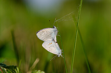 butterfly on grass