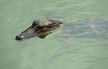closeup of  juvenile american alligator swimming in horton pond on jekyll island in southern ...