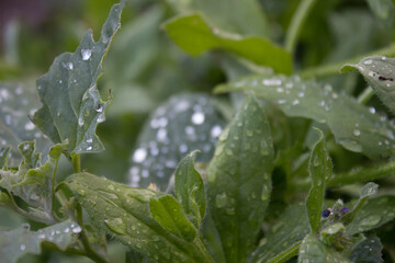 flower, nature, plant, green, flowers, spring, leaf, white, tree, flora, bloom, garden, summer, blossom, branch, fresh, leaves, close-up, bush, natural, grass, closeup, macro, foliage, beautiful