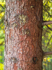 Obraz premium Bark of pine tree. The texture of spruce bark.